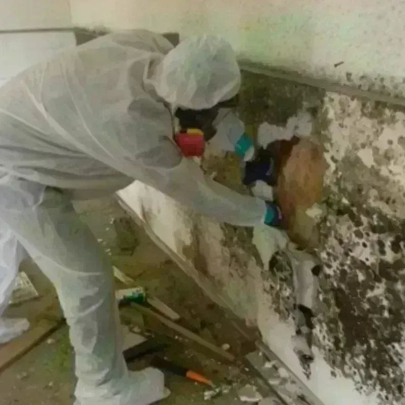 Mold Remediation and Removal in Green Park, MO